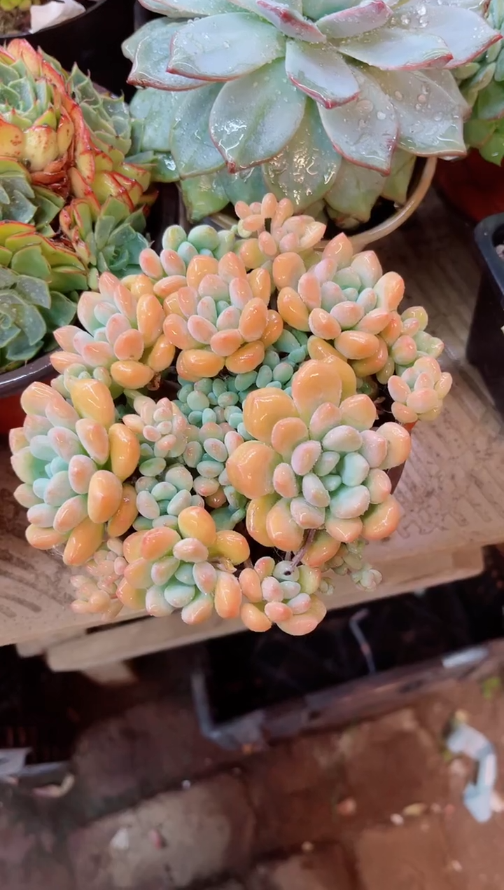 雨*22089多肉植物一物一拍