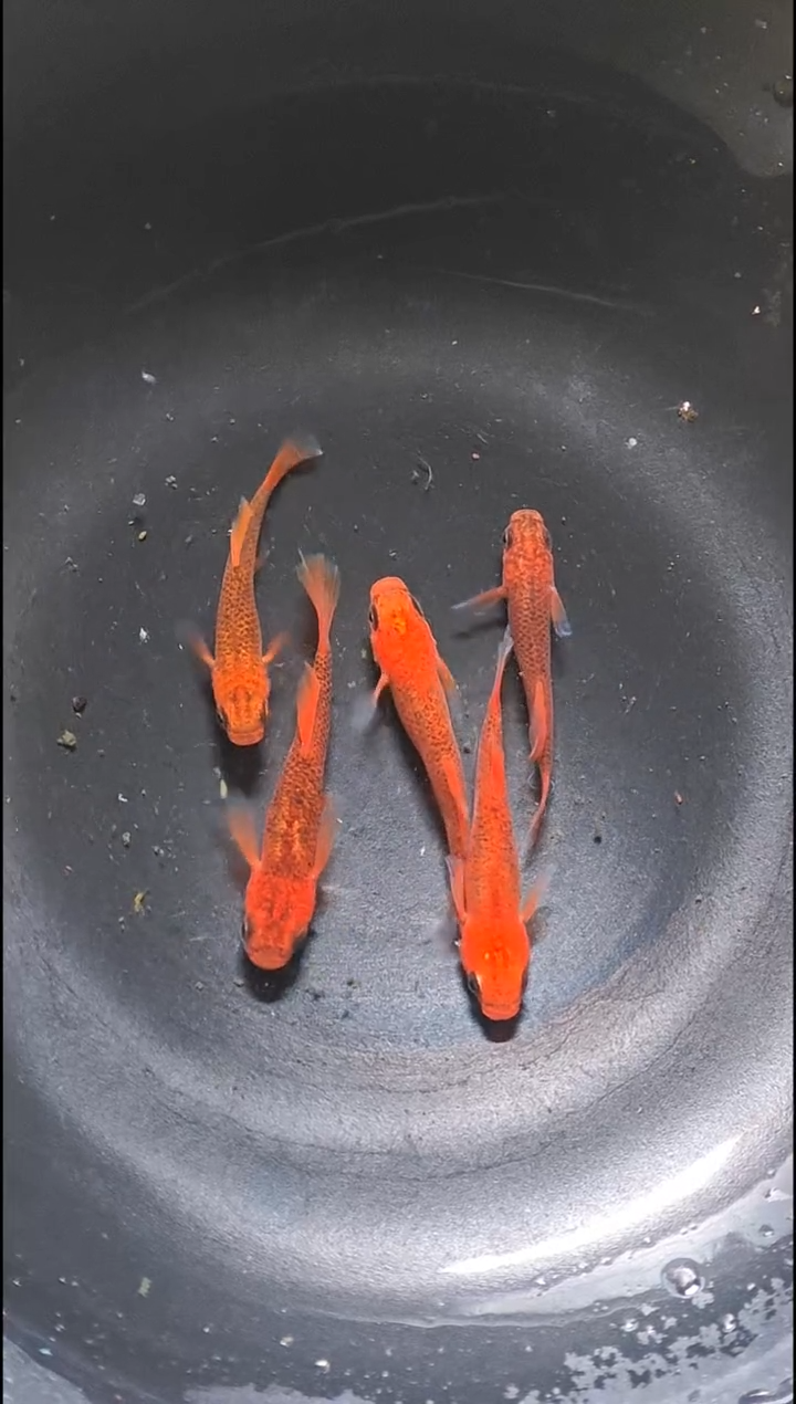 青鳉鱼观背青鳉007
