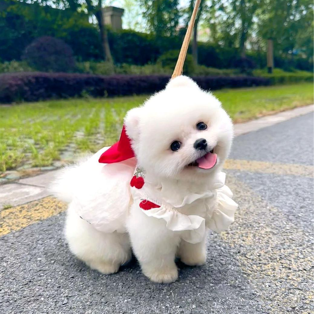 直播间专属博美比熊泰迪可爱小体型茶杯幼犬