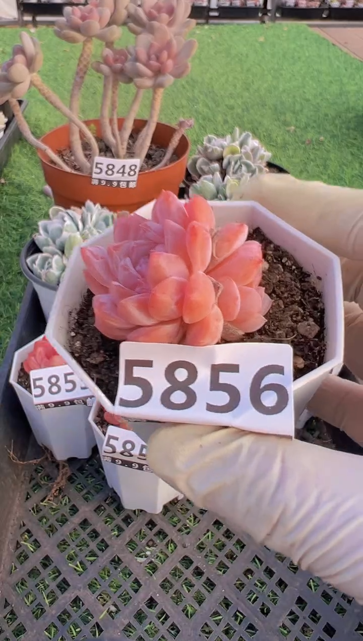 【闪购商品】信福多肉一物一拍