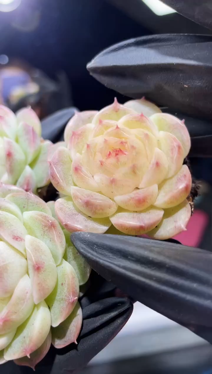 闪购604  花朵脸y-11多肉一颗  3.8-4厘米