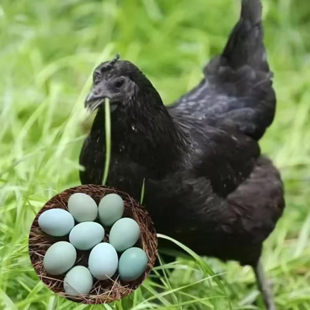 五黑绿壳蛋鸡煲汤鲜美美味