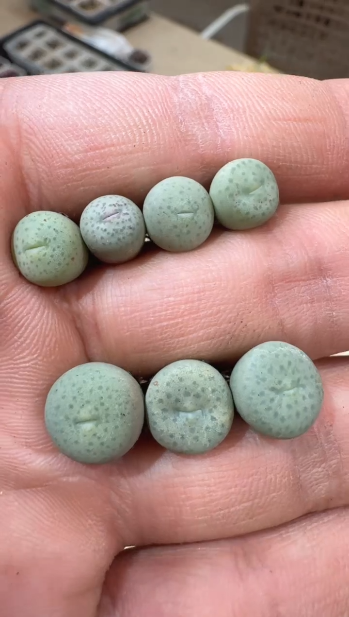 12-45多肉植物肉锥1454.33奶油嘴一颗