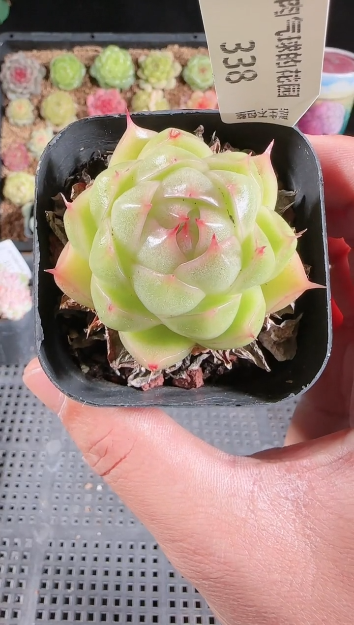 多肉1129-338群生不包整