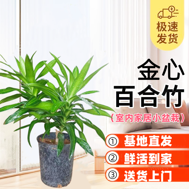 金心百合竹 室内客厅阳台摆放办公室美化环境懒人绿植 随机发货