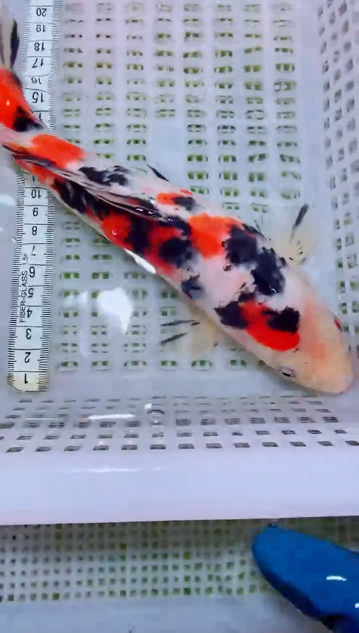锦鲤血统锦鲤全场包邮21