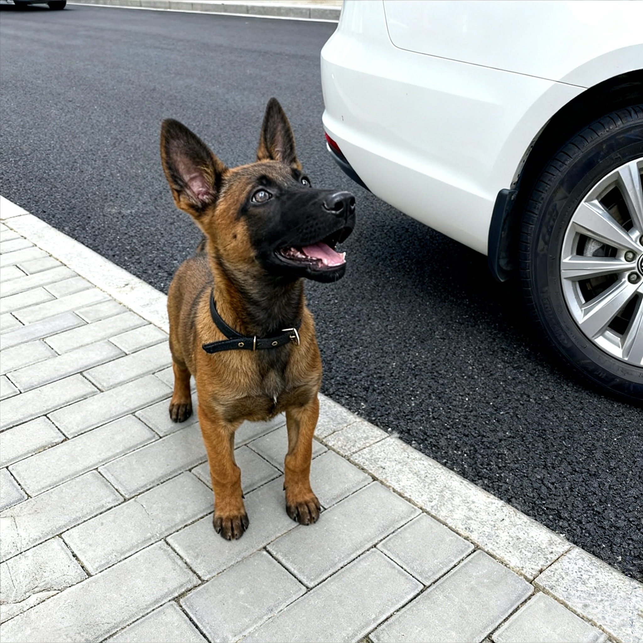 马犬幼犬家养便宜幼崽短毛警犬狼狗比利时牧羊犬农村看家犬猛犬狗