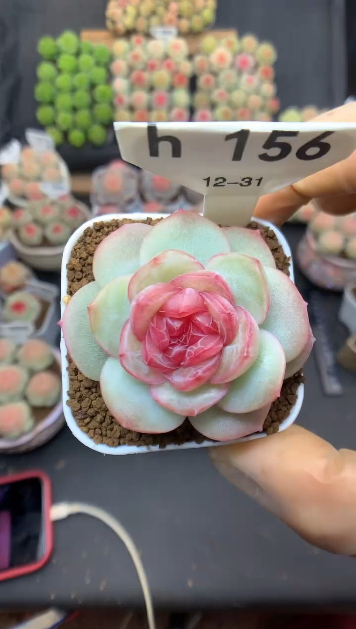 h156 玫瑰之约 可带盆土 24.8
