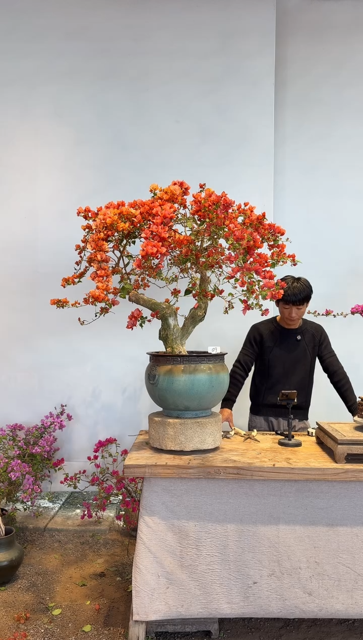 以实际为准吧**！三角梅9