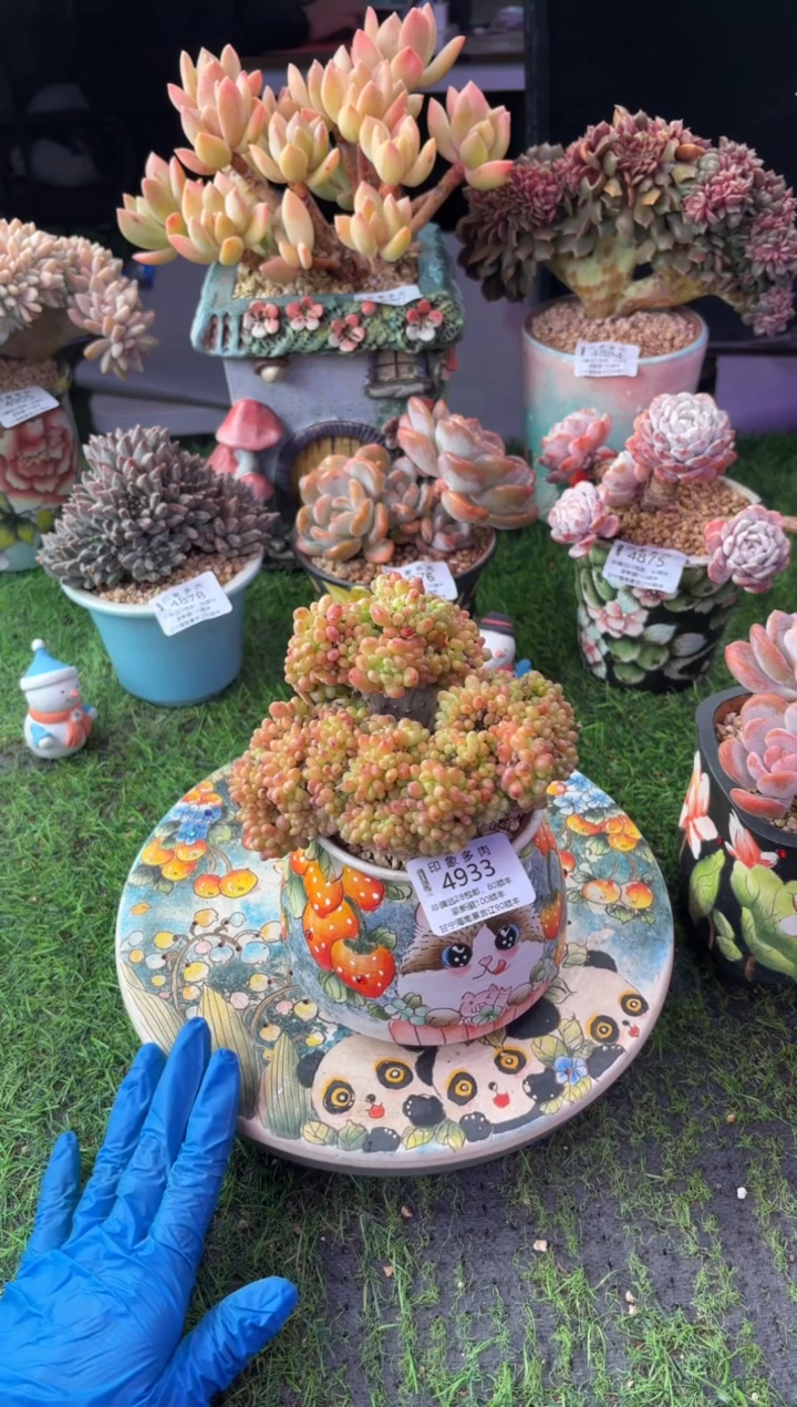 㞮*昆明印象多肉4933的盆
