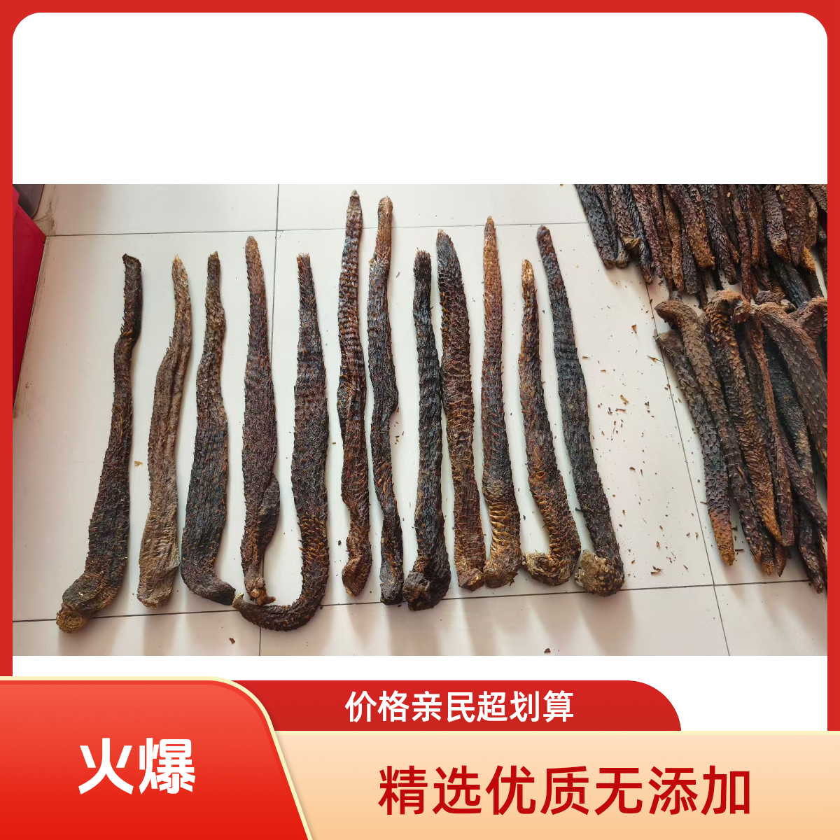 5年生内蒙阿拉善荒漠肉蓉干货