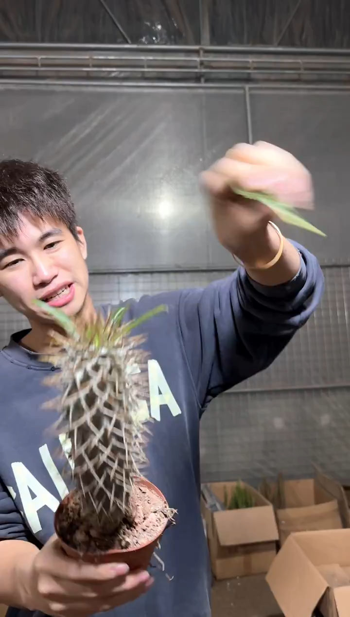 霸王树  【实生根】