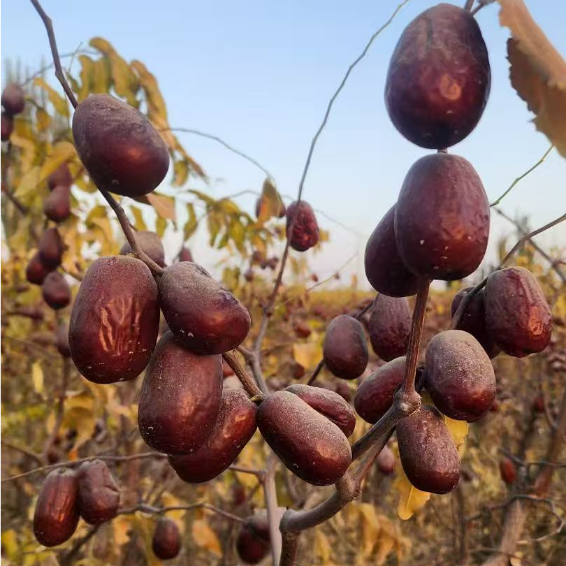【新疆和田直发】新疆红枣和田灰枣和田玉枣自然吊干1斤5斤10斤装