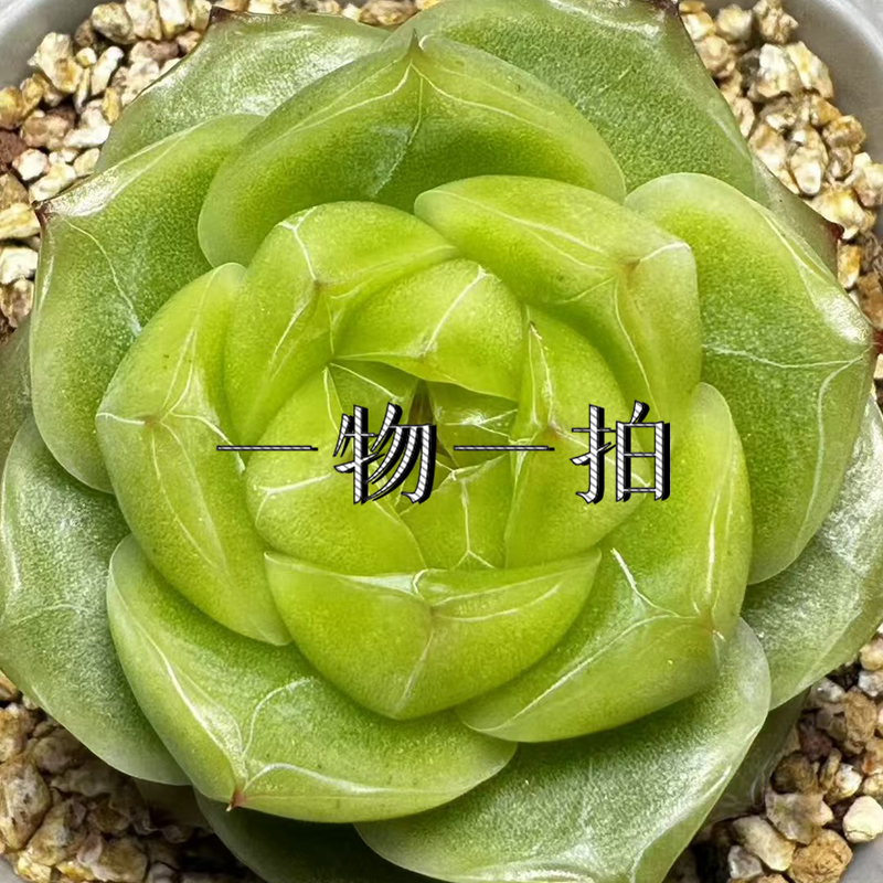 （筐七八）拍够3颗包邮 多肉珍妮6月12日晚上