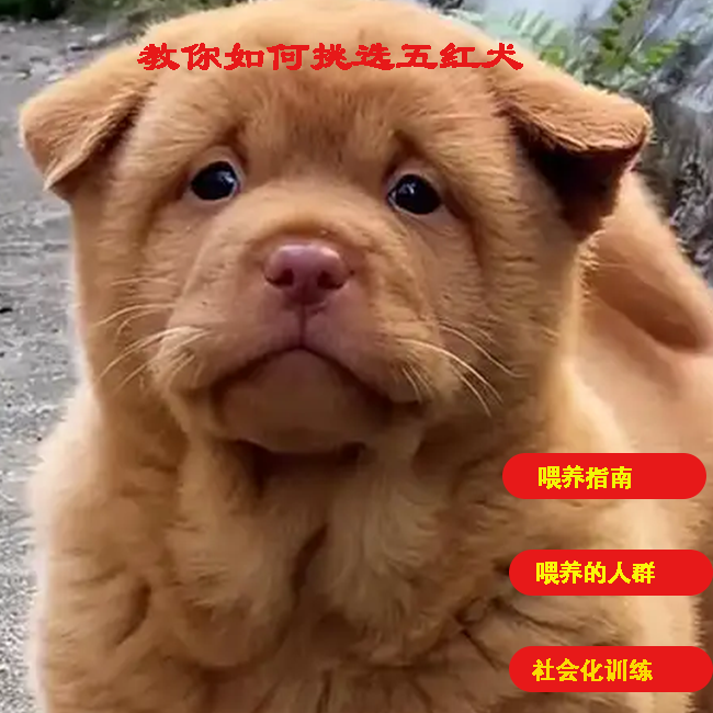 小刘老师教你如何挑选田园犬（注意留意短信提示记得学习）