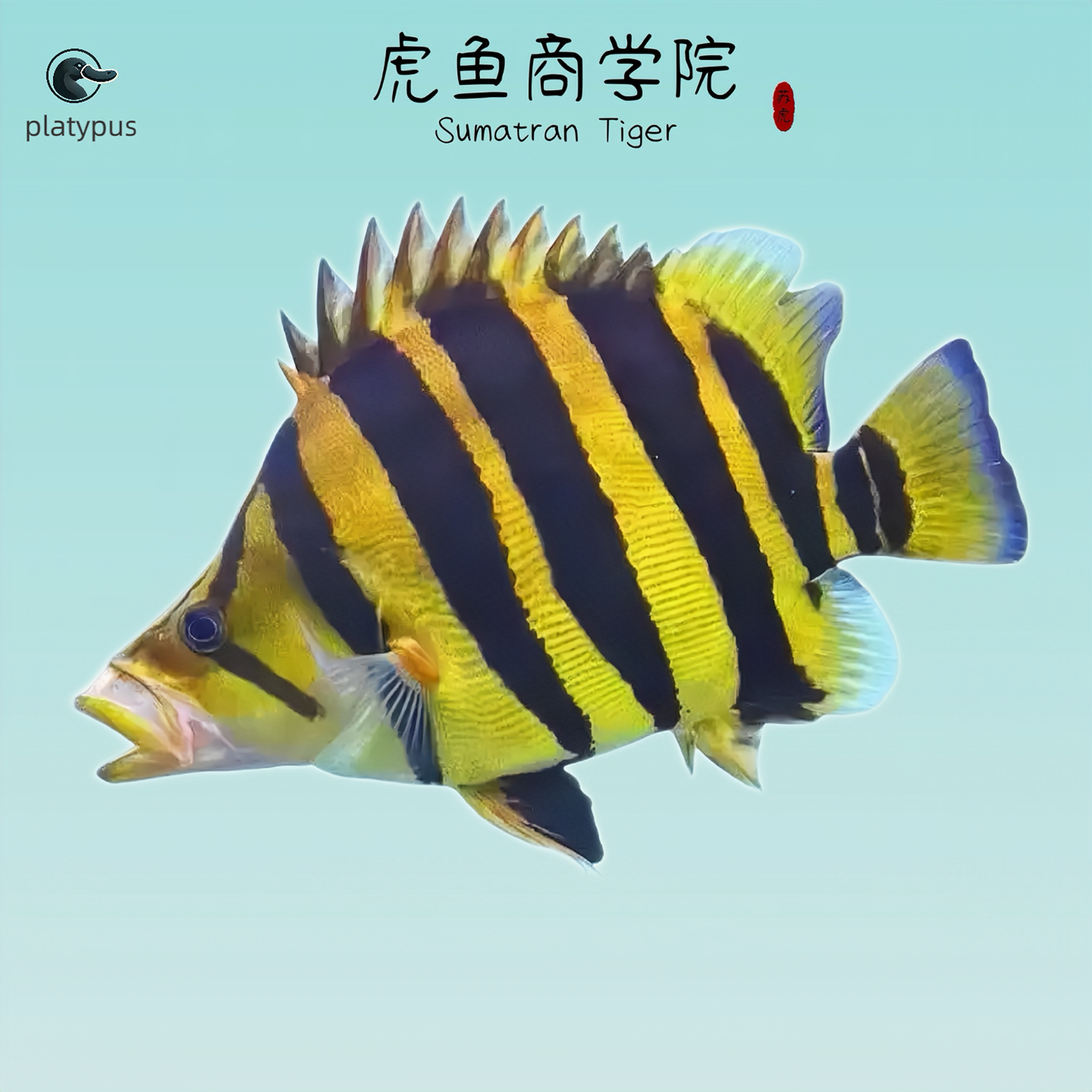 苏门答腊虎鱼四纹热带观赏鱼活体（河北省外）