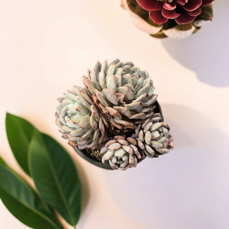 佳丽园艺  橙梦露   粉丝多肉植物