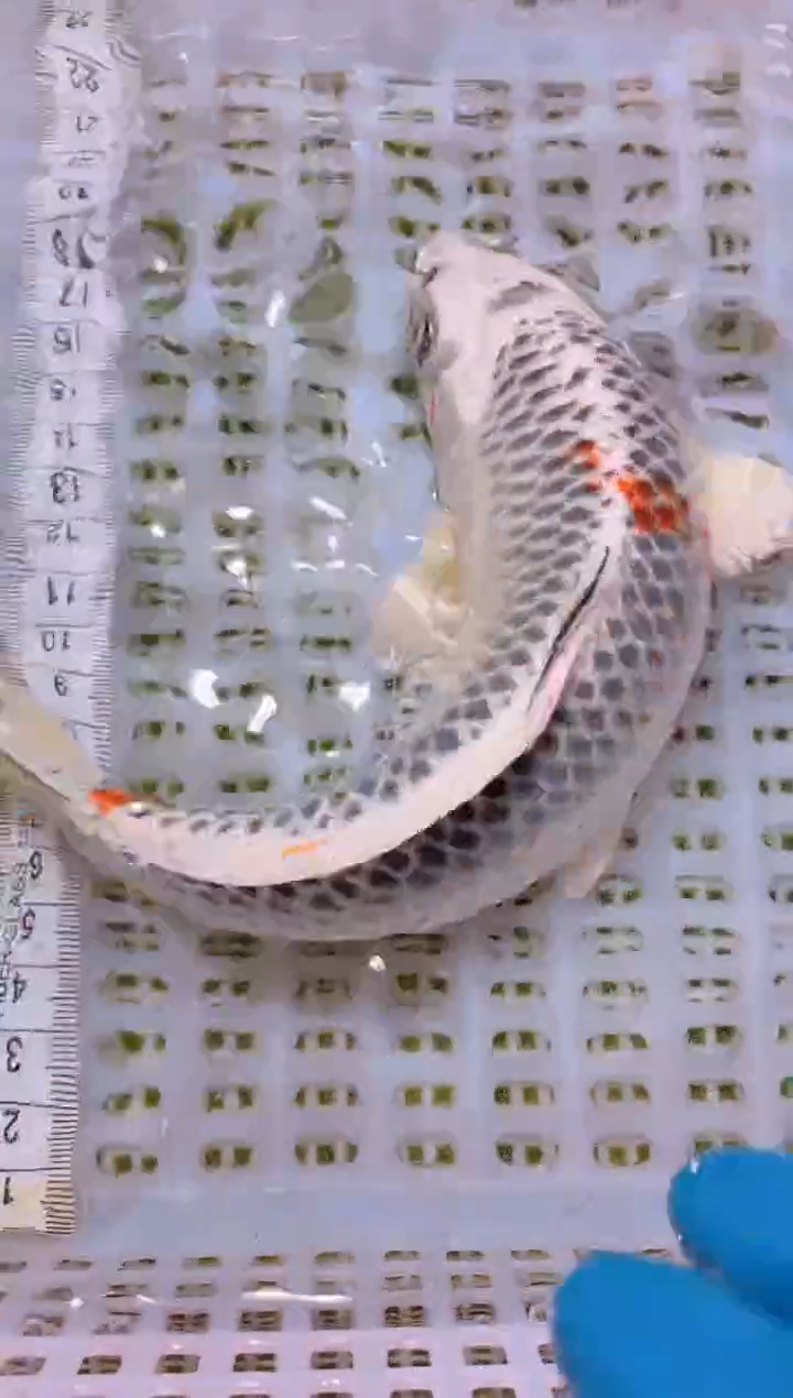 锦鲤冷水观赏鱼全场包邮140