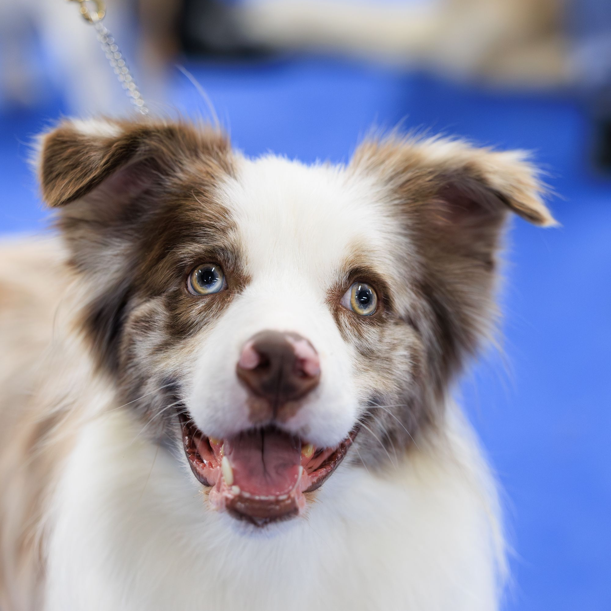 源梦边牧犬舍活体全款链接001