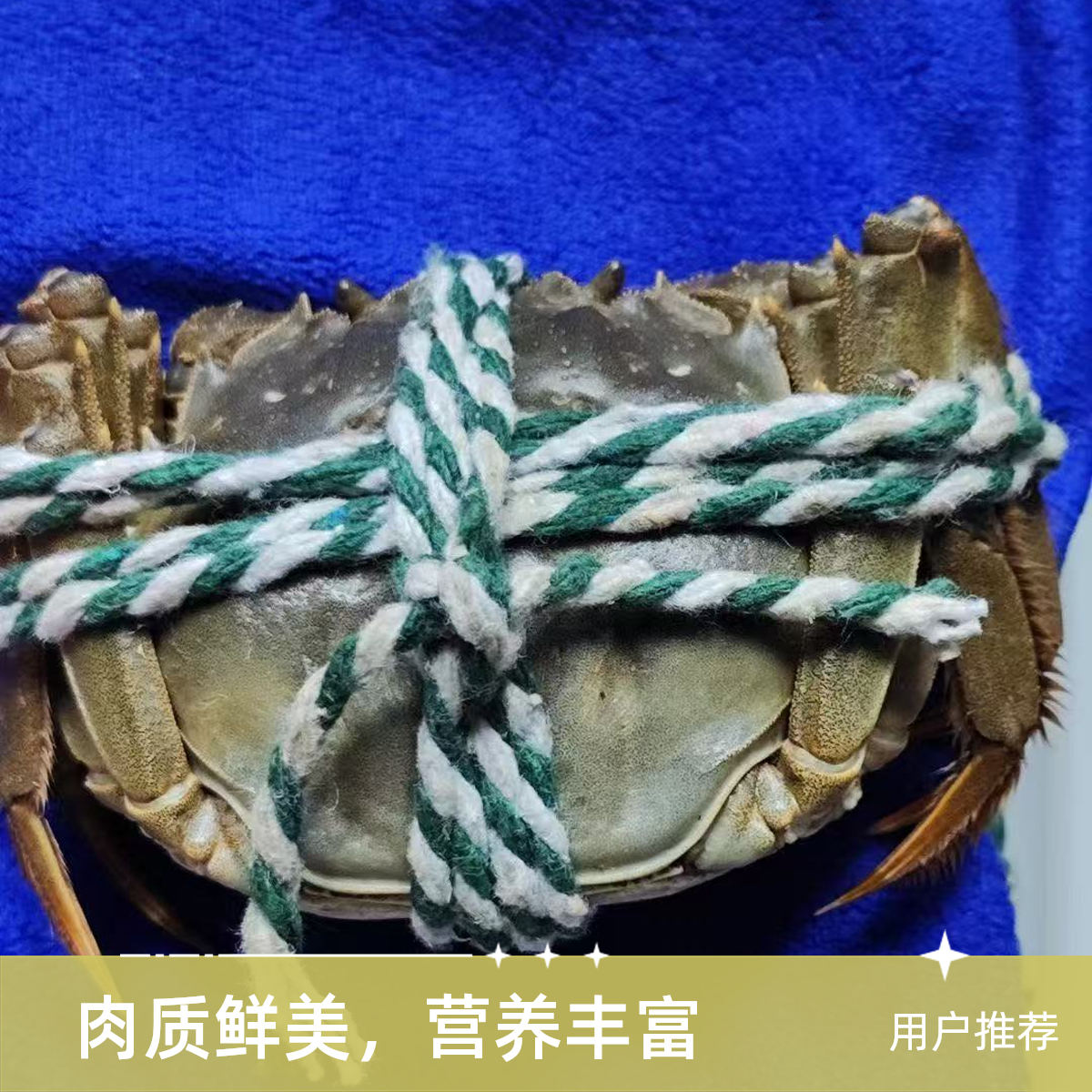 3.5两母江苏大闸蟹5只
