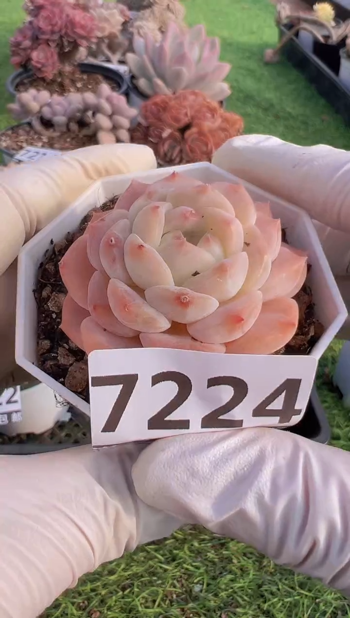 【闪购商品】信福多肉一物一拍