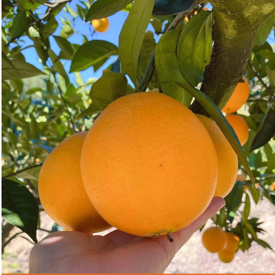 福建闽侯脐橙闽侯白沙橙子自家果园白沙脐橙含箱10斤/20斤