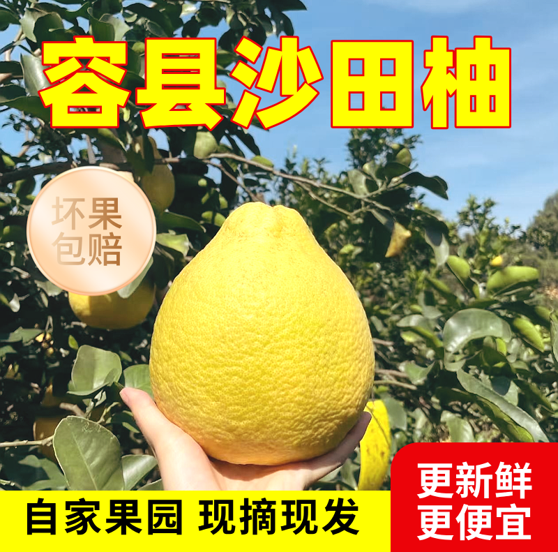 袋装福利 正宗容县沙田柚自家果园采摘 