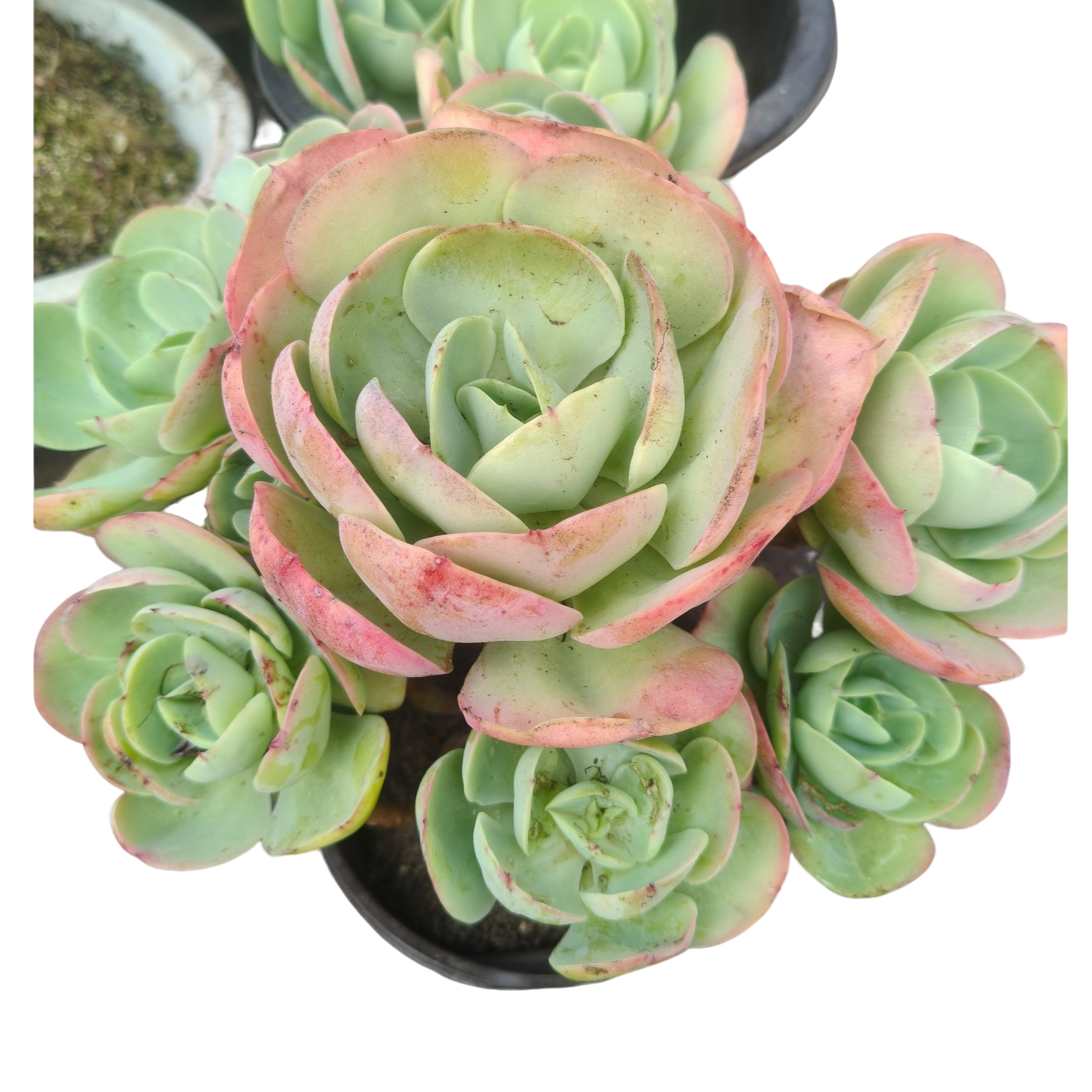 精品多肉 鸡蛋碧桃