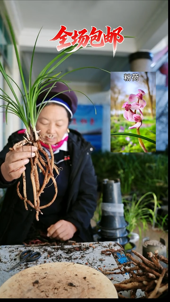 当前无花栽培后可以开花粉荷