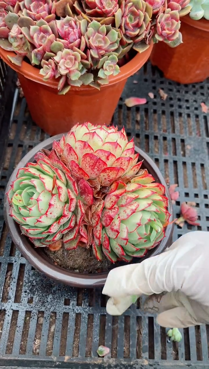 【闪购商品】24174