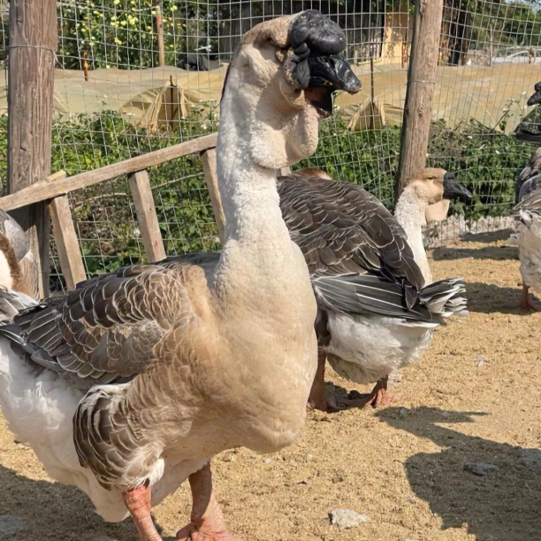 （狮头）娥大品种顺丰速运包邮宠物活体禽类活体