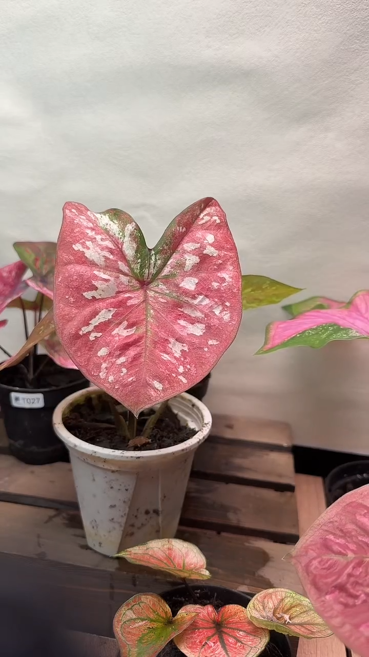 不开花植物t029花脸彩叶芋一物一拍