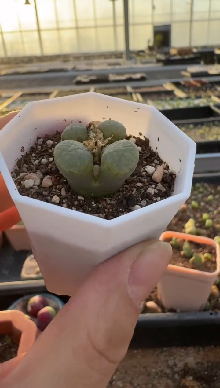 【闪购商品】7-540