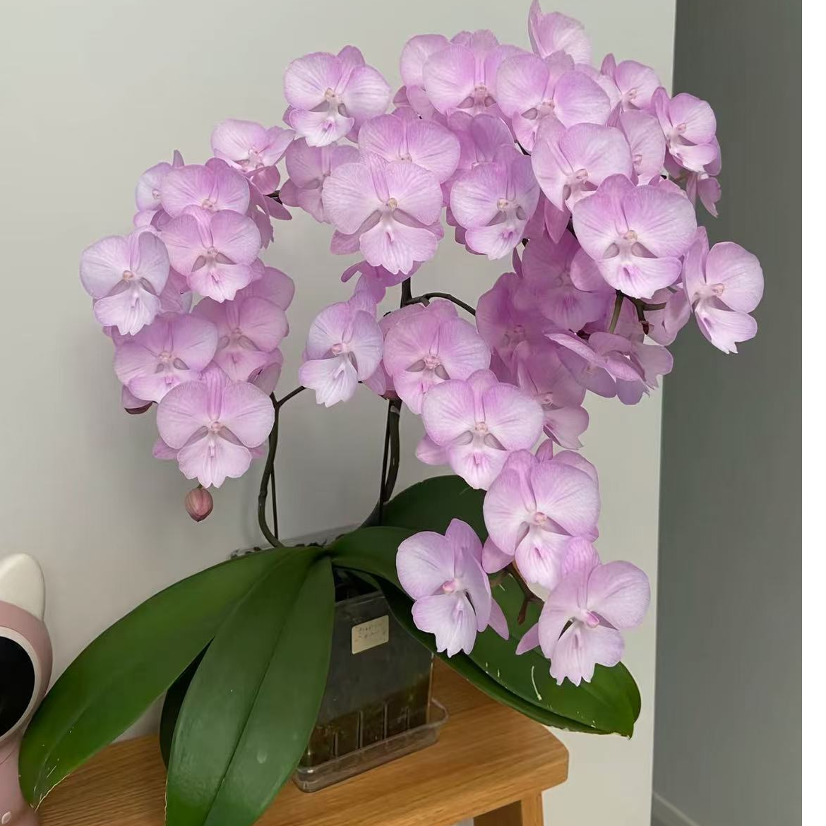 【神仙姐姐】3.5寸室内花卉蝴蝶兰  ——叶片有瑕疵   带花剑