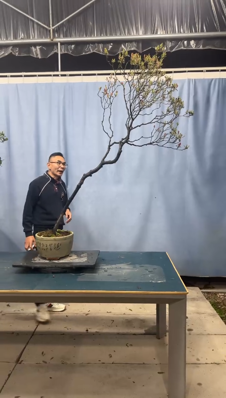 【闪购商品】盆景春花