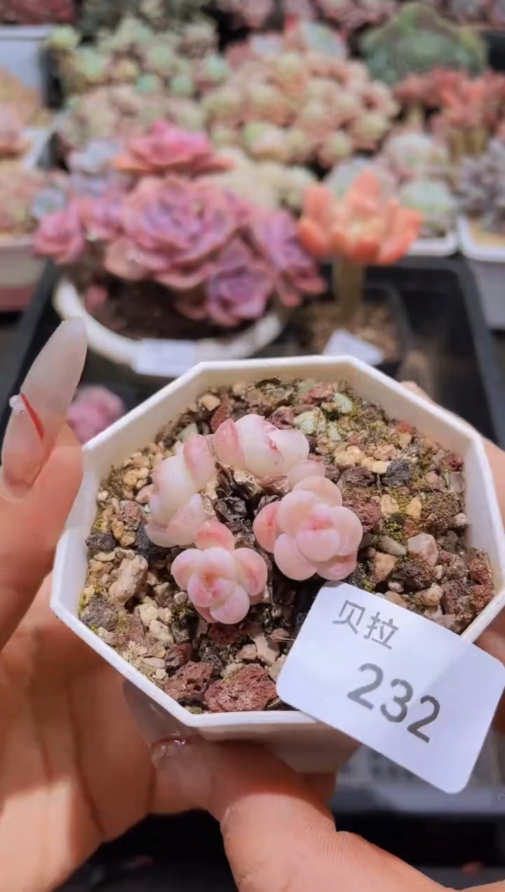 【闪购商品】232p糖群