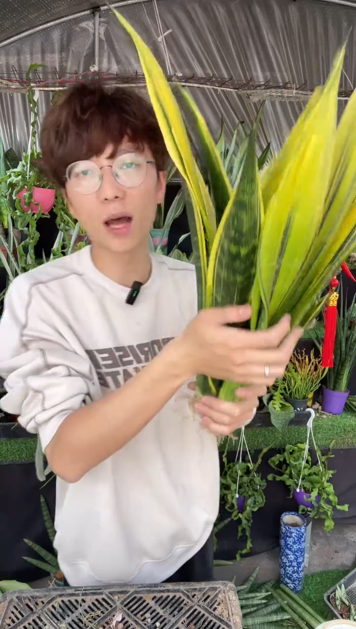 【闪购商品】黄金兰裸根3棵18.8不包断尖