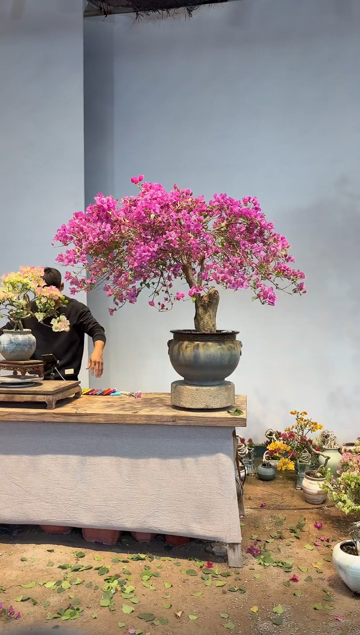 以实际为准B***～三角梅9