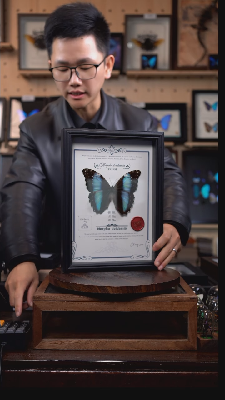 蝴蝶标本摆件竞拍梦幻闪蝶雌d782