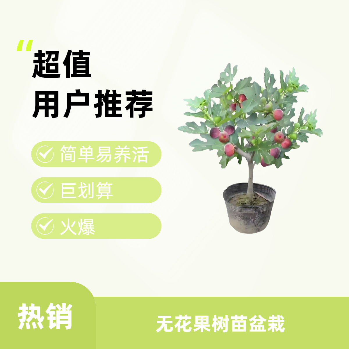 无花果树苗  盆栽地栽特大南北方种植耐寒耐热庭院阳台易种果树苗