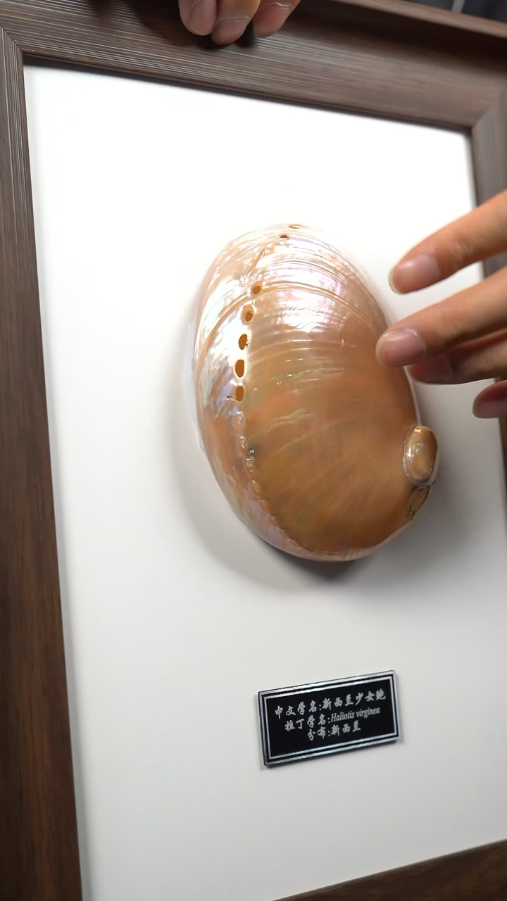 新西兰少女鲍标本