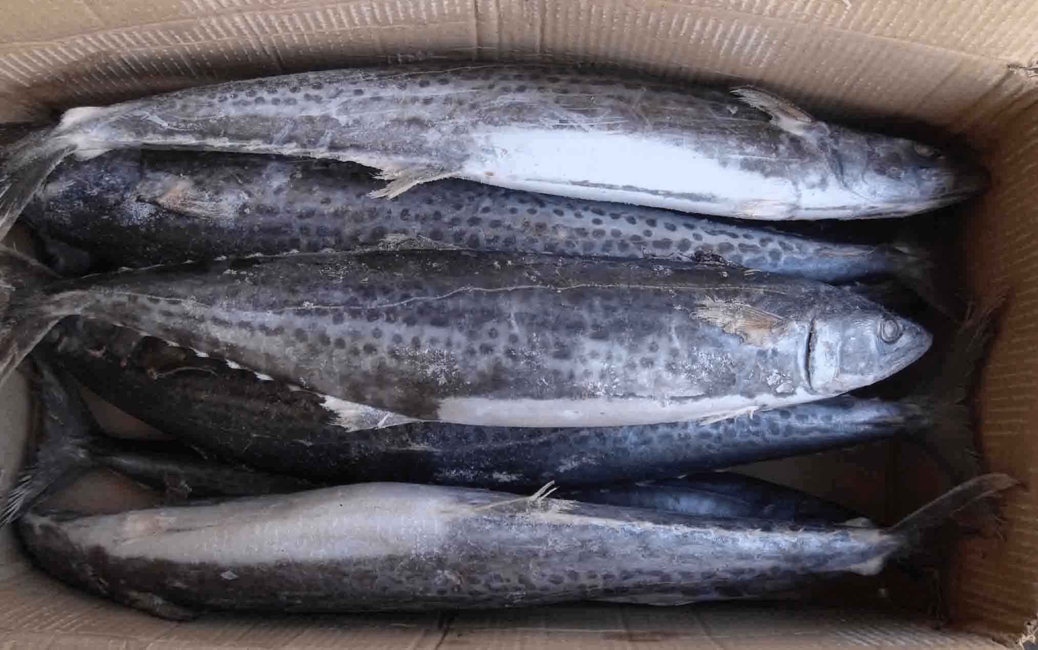 【顺丰包邮】日照黄海冷鲜鲅鱼农家小船货