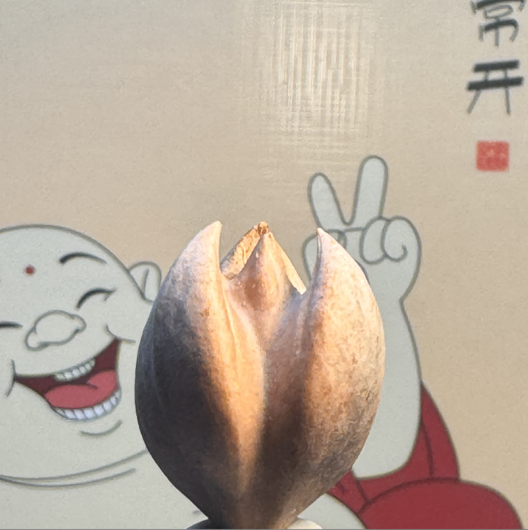 橄榄核玉兰花怪核单颗