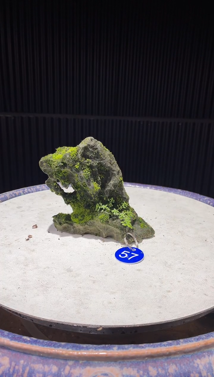 57 造型吴定石一物一拍专属