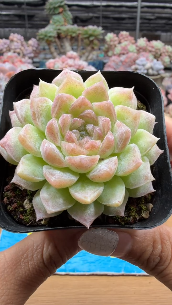 东云多肉园二店-11