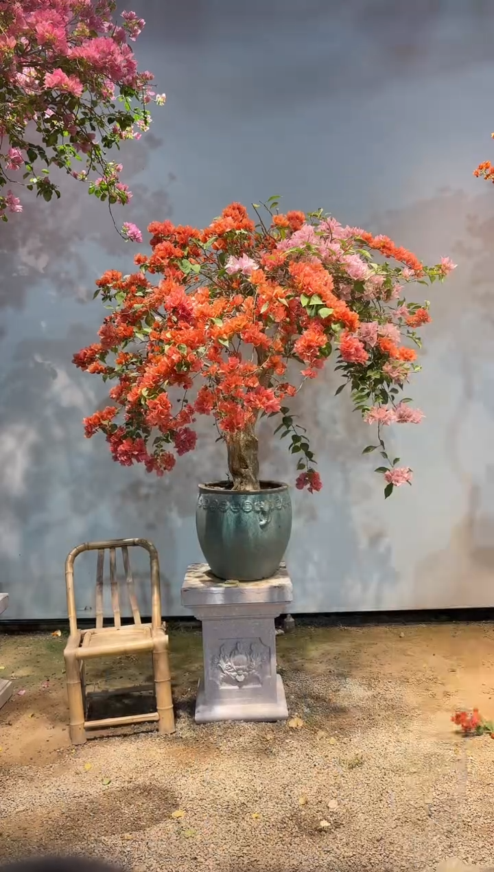 以实际为准三角梅76