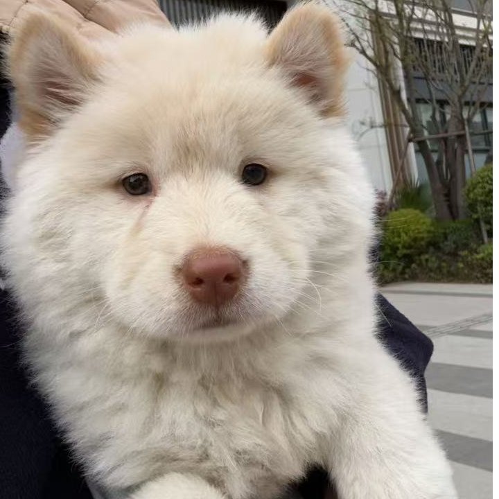 【鹿鹿土松甄选】狗狗活体30天售后犬瘟细小