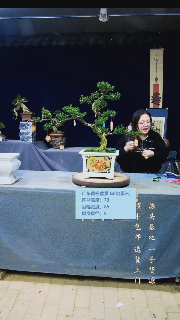 【闪购商品】雀舌黄杨盆景雀舌黄杨盆景