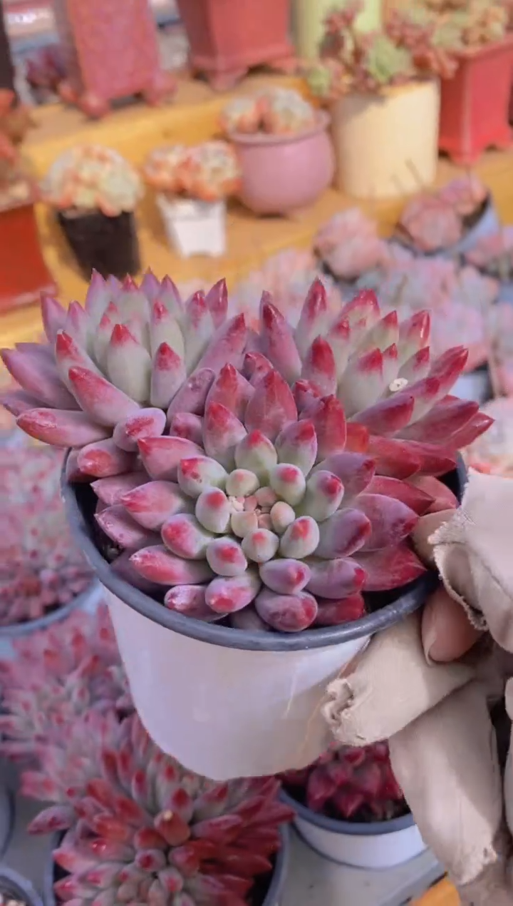  A78-车厘子群生（量拍）