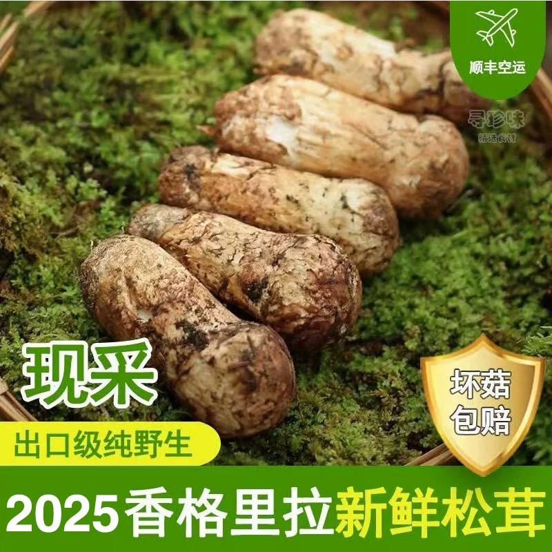 【精品5-7】云南香格里拉新鲜松茸顺丰空运冷链包邮可煲汤炖鸡刺身